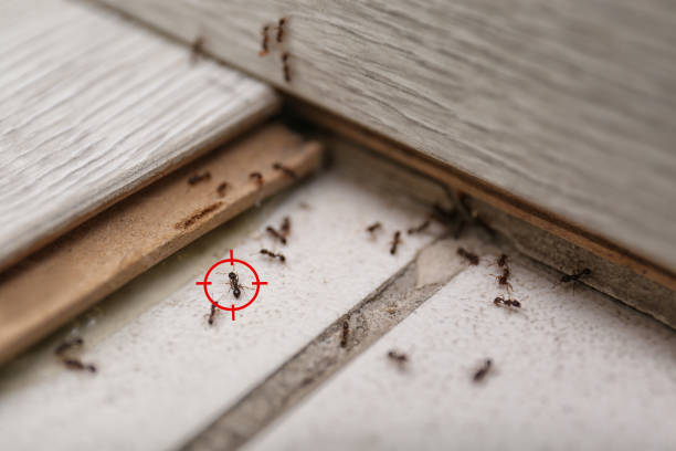 Best Termite Control Services  in Erin, TN